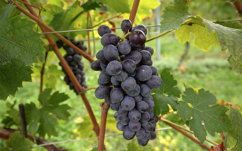 Slow ripening of the grapes