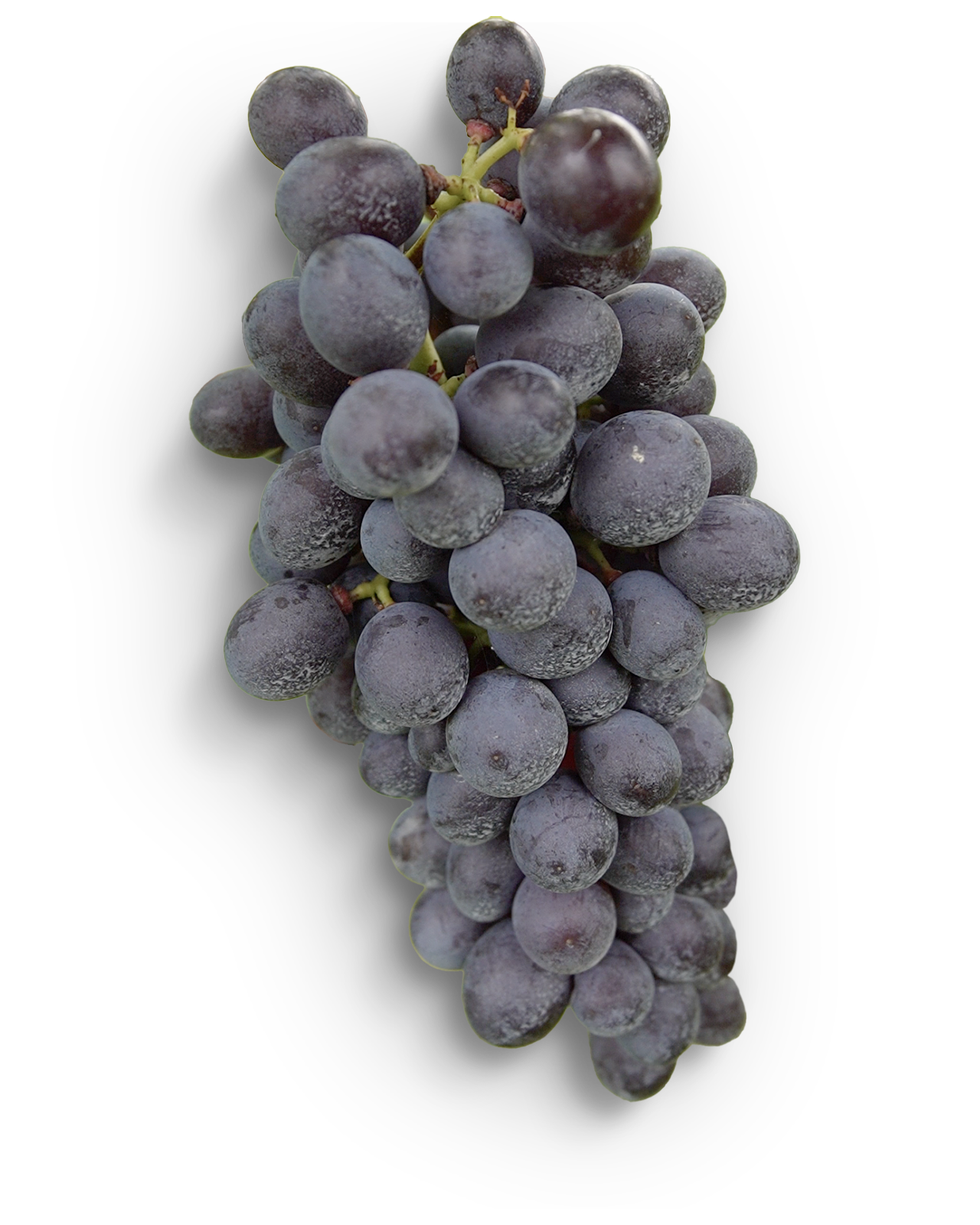 Grapes of Illasi